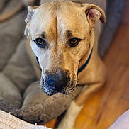 Homer joined the competition — help win amazing prizes! dog, pet, portrait, close_up, indoor, brown, canine, animal, face, resting, blanket, floor, fur, collar, looking, eyes, nose, ears, comfort, cozy