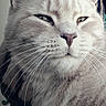Potato joined the competition — help win amazing prizes! cat, close_up, fluffy, portrait, animal, whiskers, ears, face, feline, pet, indoor, soft_light, expression, judgmental, fur, cute, muzzle, eyes, nose, hand