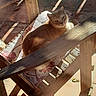 Potato is registered to the contest to win money with this photo: cat, orange_cat, wooden_chair, cushion, scissors, sunlight, shadow, tile_floor, pet, animal, resting, indoor, home, cozy, relaxing, bench, daylight, quiet, feline, patterned