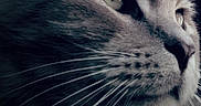 Potato joined the competition — help win amazing prizes! cat, close_up, whiskers, face, animal, pet, feline, portrait, fur, eyes, nose, indoor, looking_away, muzzle, soft_light, calm, domestic_animal, cute, profile, focused