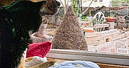 Super Dude joined the competition — help win amazing prizes! dog, cat, window, indoor, blanket, pet, animal, looking_out, garden, plants, furniture, home, cozy, natural_light, curtains, resting, companions, quiet, domestic, curiosity