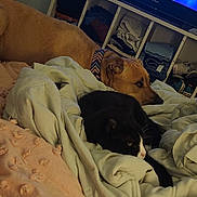Super Dude joined the competition — help win amazing prizes! dog, cat, bed, blanket, indoor, pet, animal, furniture, shelf, clothing, shoes, brown_dog, black_cat, resting, cozy, domestic, sleepy, relaxed, household, companion