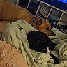 dog, cat, bed, blanket, indoor, pet, animal, furniture, shelf, clothing, shoes, brown_dog, black_cat, resting, cozy, domestic, sleepy, relaxed, household, companion