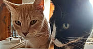 Super Dude is registered to the contest to win money with this photo: animal, black_and_white_cat, cat, close_up, cozy, curious, domestic_cat, eyes, face, feline, fur, ginger_cat, indoor, nose, pet, portrait, table, two_cats, warm_light, whiskers