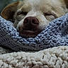 Iris joined the competition — help win amazing prizes! dog, sleeping, cozy, blanket, knitted, closeup, pet, resting, cute, nose, fur, warm, comfort, relaxation, animal, snout, texture, soft, indoors, peaceful