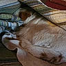 Iris is registered to the contest to win money with this photo: dog, blanket, quilt, bed, sleeping, cozy, indoor, fur, brown, white, tail, ear, comfort, resting, warm, home, fabric, pattern, relaxation, animal