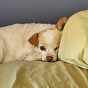 Iris is registered to the contest to win money with this photo: dog, sleeping, bed, pillow, blanket, cozy, indoor, resting, pet, fur, cute, animal, relaxed, yellow, cream, soft, comfort, closeup, face, ear