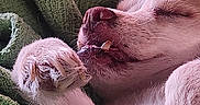 Iris is registered to the contest to win money with this photo: dog, sleeping, paw, blanket, green, cozy, fur, pet, closeup, relaxation, cute, animal, resting, indoor, snout, whiskers, claws, texture, comfort, peaceful