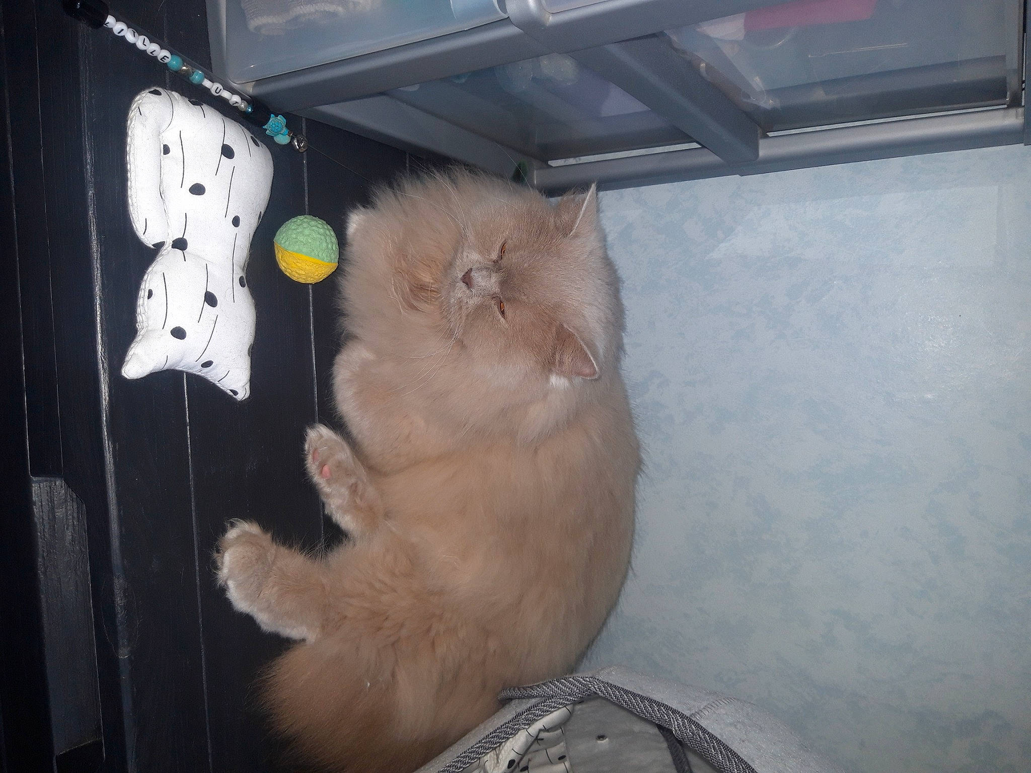 Oklaoma a rejoint le concours — aidez-le/la à gagner de superbes lots ! box, carnivore, cat, claw, domestic_short_haired_cat, fawn, felidae, fur, paw, room, small_to_medium_sized_cats, snout, tail, whiskers, wood