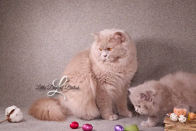 Oklaoma participe au concours pour gagner de l'argent avec cette photo : carnivore, cat, cat_supply, cat_toy, claw, comfort, domestic_short_haired_cat, fawn, felidae, font, fur, paw, photo_caption, small_to_medium_sized_cats, snout, tail, terrestrial_animal, vertebrate, whiskers, window