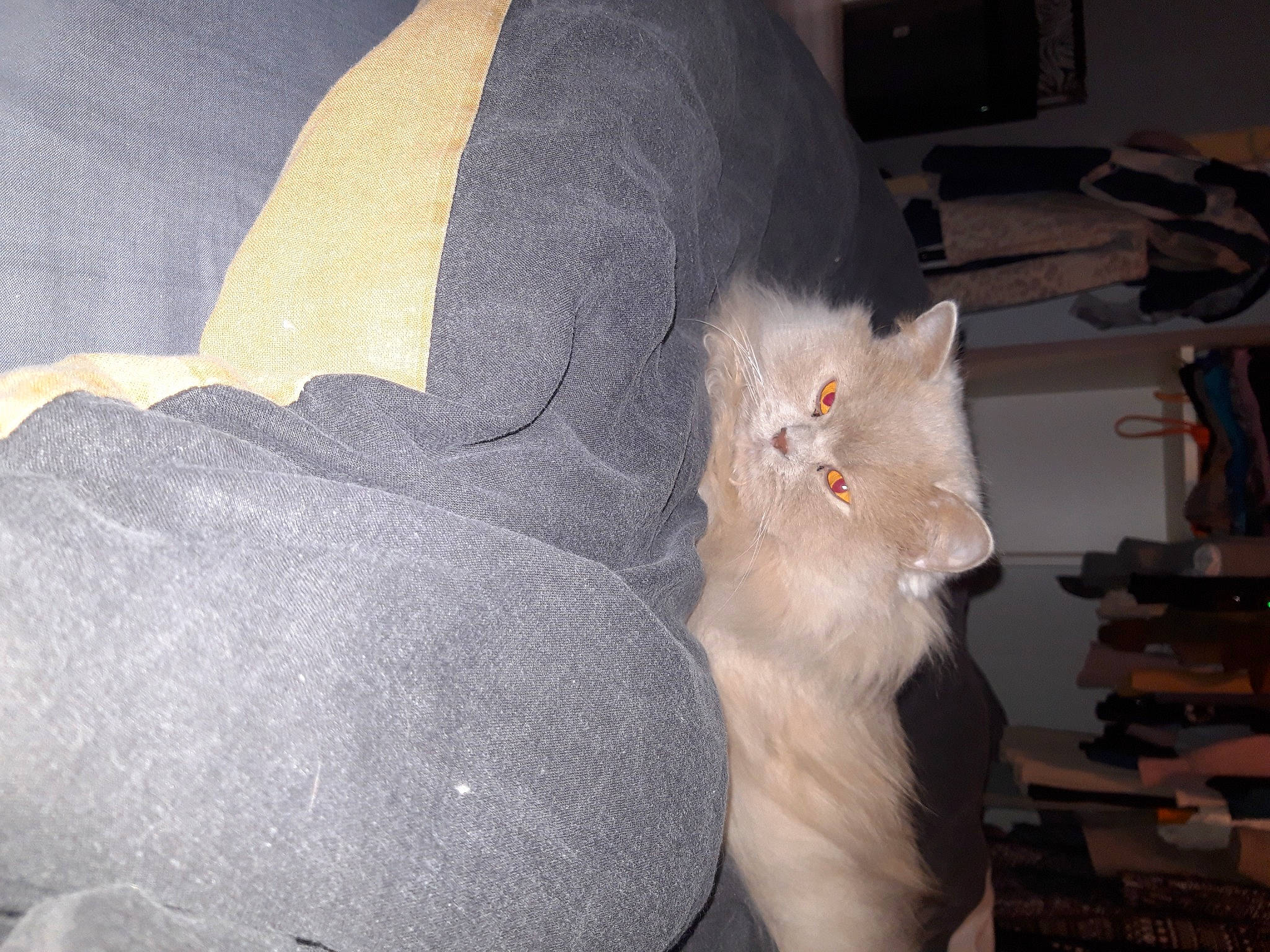 Oklaoma a rejoint le concours — aidez-le/la à gagner de superbes lots ! carnivore, cat, comfort, domestic_short_haired_cat, fawn, felidae, fur, grey, paw, small_to_medium_sized_cats, tail, whiskers