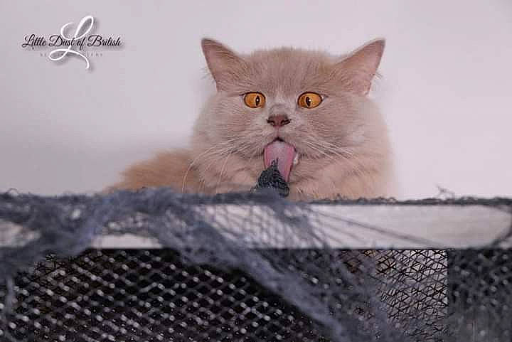 Oklaoma a rejoint le concours — aidez-le/la à gagner de superbes lots ! carnivore, cat, domestic_short_haired_cat, fawn, felidae, fur, mesh, paw, small_to_medium_sized_cats, snout, tail, whiskers, wire_fencing