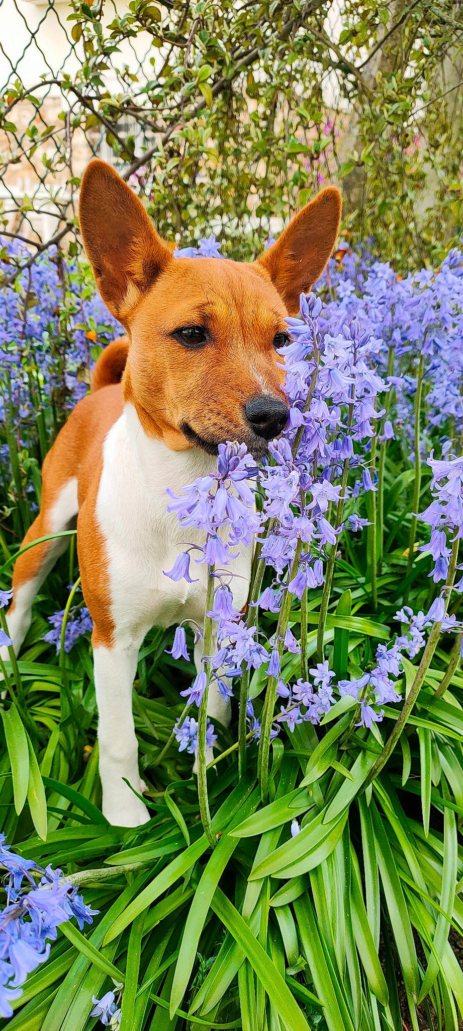 Sa Majesté participe au concours pour gagner de l'argent avec cette photo : annual_plant, bluebonnet, carnivore, companion_dog, dog, dog_breed, fawn, flower, flowering_plant, grass, groundcover, lavender, people_in_nature, petal, plant, spring, terrestrial_animal, terrestrial_plant, whiskers, wildflower