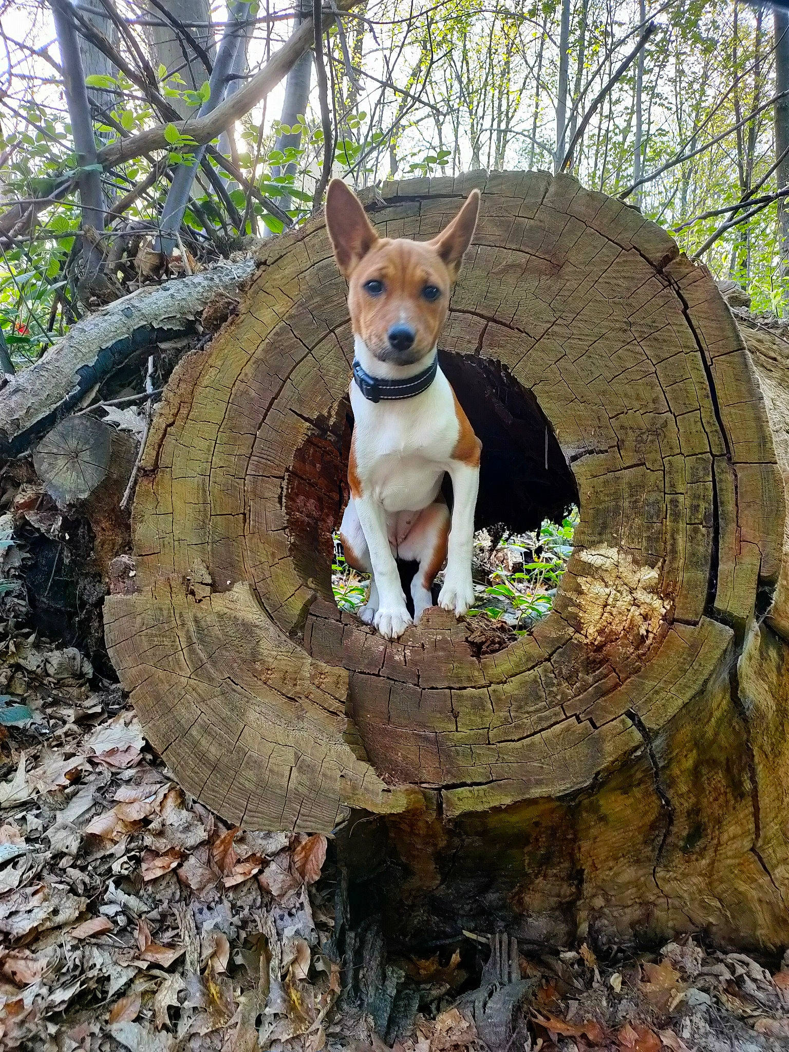 Sa Majesté a rejoint le concours — aidez-le/la à gagner de superbes lots ! basenji, canidae, carnivore, collar, companion_dog, dog, dog_breed, dog_supply, fawn, mammal, pet_supply, plant, snout, sporting_group, terrestrial_plant, tree, trunk, vertebrate, wood, working_animal