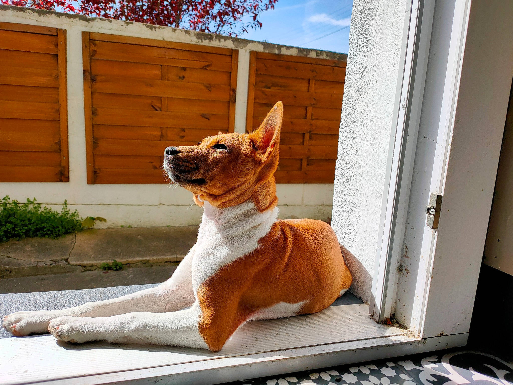 Sa Majesté participe au concours pour gagner de l'argent avec cette photo : carnivore, comfort, companion_dog, computer_keyboard, dog, dog_breed, dog_supply, fawn, felidae, fence, pet_supply, plant, snout, sporting_group, tail, terrestrial_animal, whiskers, window, wood, working_animal