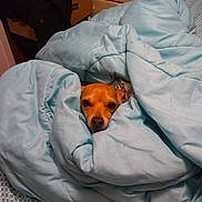 Odin is registered to the contest to win money with this photo: animal_face, bed, bedroom, blanket, brown_dog, canine, comforter, cozy, cute, dog, domestic_animal, fabric, fur, indoor, pet, resting, sleepy, small_dog, snuggled, warm