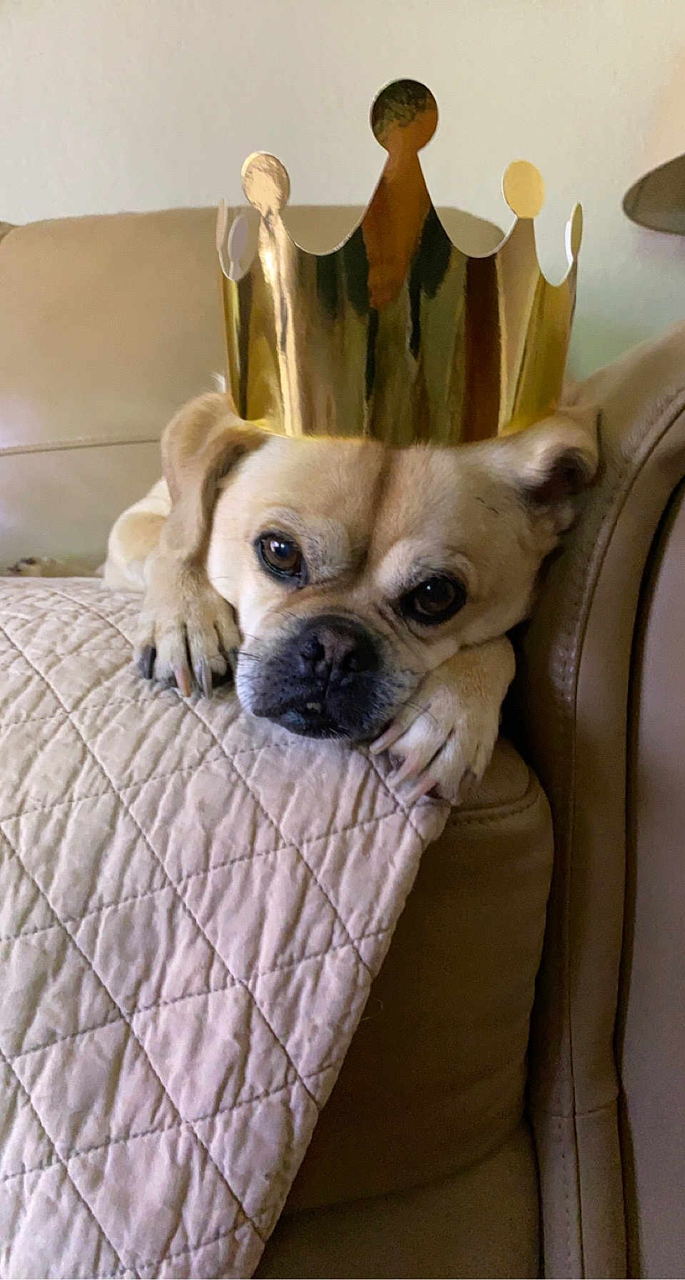 Doc joined the competition — help win amazing prizes! dog, crown, pet, canine, indoor, sofa, quilt, relaxed, brown, cute, domestic_animal, portrait, face, paw, animal, furniture, resting, household, companion, gold