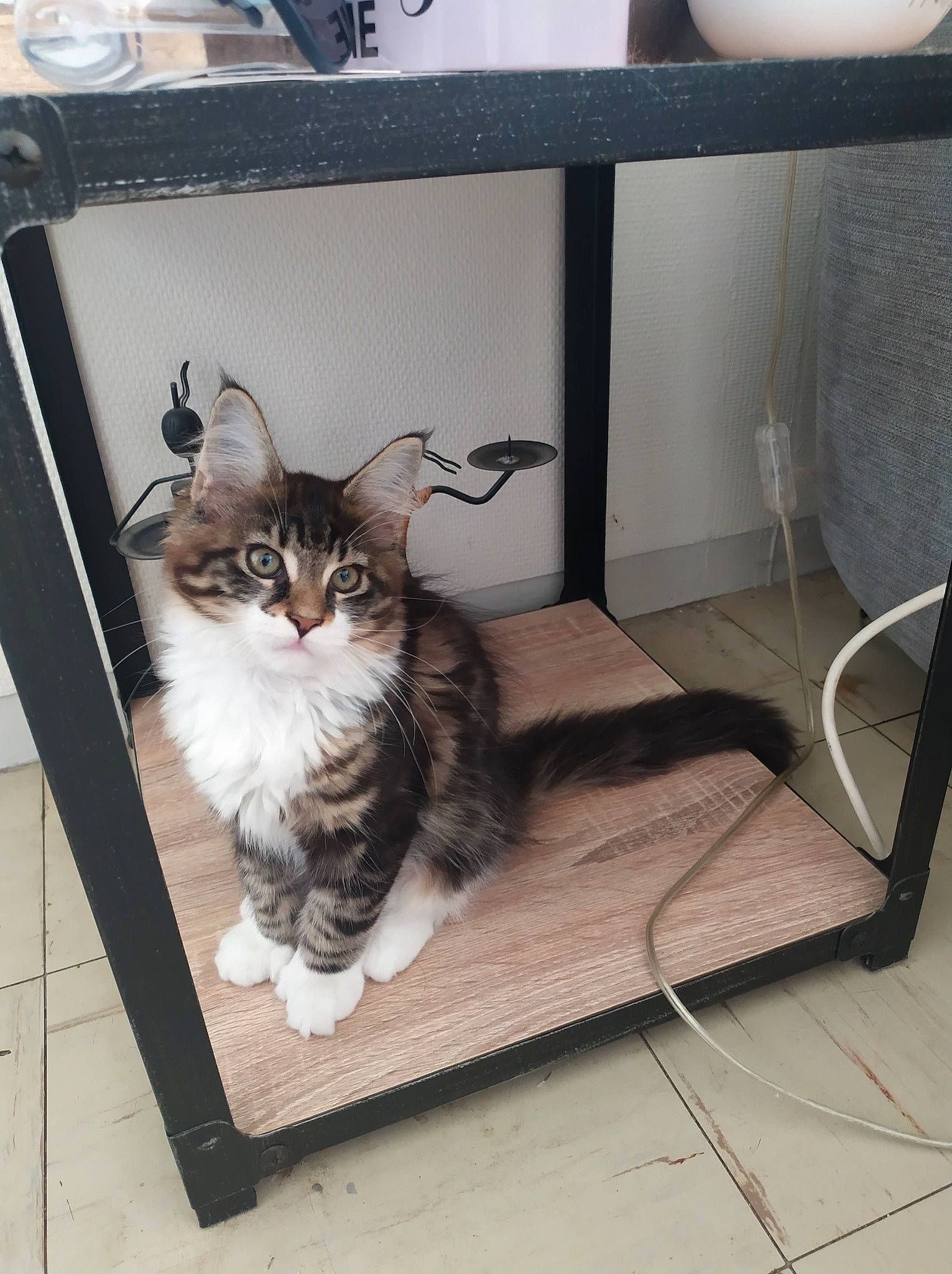 Tess participe au concours pour gagner de l'argent avec cette photo : cardboard, carnivore, cat, domestic_short_haired_cat, door, felidae, floor, flooring, fur, grey, hardwood, paw, shelf, shelving, small_to_medium_sized_cats, snout, tail, whiskers, window, wood