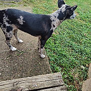Lilly joined the competition — help win amazing prizes! alert, animal, black_and_white, canine, concrete, daylight, dog, ears_up, footwear, grass, ground, nature, outdoor, pet, shoe, side_view, sidewalk, speckled, texture, wooden_steps