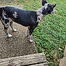 alert, animal, black_and_white, canine, concrete, daylight, dog, ears_up, footwear, grass, ground, nature, outdoor, pet, shoe, side_view, sidewalk, speckled, texture, wooden_steps