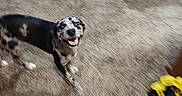 Lilly is registered to the contest to win money with this photo: animal, background, blur, canine, carpet, chair, dog, domestic, floor, furniture, happy, household, indoor, living_room, mess, pet, playful, smiling, spotted_dog, table