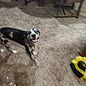 animal, background, blur, canine, carpet, chair, dog, domestic, floor, furniture, happy, household, indoor, living_room, mess, pet, playful, smiling, spotted_dog, table