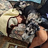 Lilly joined the competition — help win amazing prizes! black_shoes, blanket, blur, collar, couch, decor, dog, domestic, floor_rug, furniture, home, indoor, legwear, living_room, patterned_fabric, person_legs, pet, seated, spotted_dog, tiled_floor