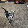 Lilly is registered to the contest to win money with this photo: animal, blanket, boots, carpet, chair, crate, dog, doorway, ears, floor, footwear, happy, home, indoor, pet, room, sandals, smiling, tail, wall