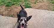 Lily joined the competition — help win amazing prizes! animal, canine, concrete, daylight, dog, ears, excited, friendly, grass, happy, looking, nature, outdoor, path, pet, playful, speckled, standing, tongue, yard