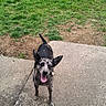 animal, canine, concrete, daylight, dog, ears, excited, friendly, grass, happy, looking, nature, outdoor, path, pet, playful, speckled, standing, tongue, yard