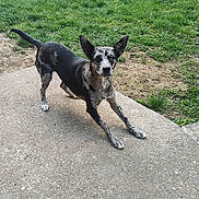 Lily is registered to the contest to win money with this photo: dog, playing, outdoor, grass, patio, black_and_white, alert, ears_up, backyard, canine, pet, animal, concrete, nature, fence, greenery, active, young_dog, friendly, daylight