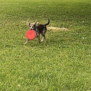 Lily joined the competition — help win amazing prizes! active, animal, canine, daylight, dog, exercise, fence, field, frisbee, fun, grass, greenery, happy, joy, nature, outdoor, pet, play, running, summer