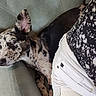 animal, black_and_white_shirt, casual, clothing, companion, couch, cozy, dog, ear, green_couch, indoor, patterned_shirt, person, pet, relaxing, resting, shorts, side_view, spotted_dog, white_shorts