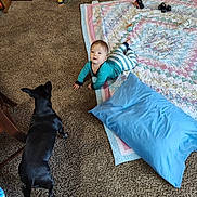 Sofia is registered to the contest to win money with this photo: baby, toddler, dog, carpet, quilt, toy, pillow, indoor, crawling, pet, child, floor, playtime, clothing, furniture, blanket, animal, curious, home, cute