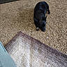 Sofia is registered to the contest to win money with this photo: dog, black_dog, carpet, rug, indoor, floor, slippers, furniture, resting, pet, animal, small_dog, relaxed, sleepy, home, cozy, brown, cream, living_room, domestic