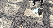 Sofia is registered to the contest to win money with this photo: alert, animal, black_dog, carpet, chair, daylight, dog, floor, furniture, home, indoor, pet, play, plush_toy, shadow, standing, sunlight, table, toy, window