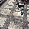 Sofia is registered to the contest to win money with this photo: dog, black_dog, carpet, plush_toy, sunlight, shadow, window, indoor, furniture, chair, table, pet, animal, floor, play, toy, standing, alert, home, daylight