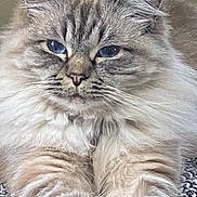 Chloe Rose is registered to the contest to win money with this photo: cat, fluffy, blue_eyes, paws, fur, animal, pet, relaxed, indoor, mammal, whiskers, portrait, close_up, feline, cute, soft, resting, tabby, domestic_cat, beautiful