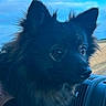 dog, black_dog, fluffy, pet, animal, vehicle_interior, car_dashboard, ears, fur, closeup, portrait, looking, outdoor_background, sky, clouds, field, daylight, side_view, nose, eyes