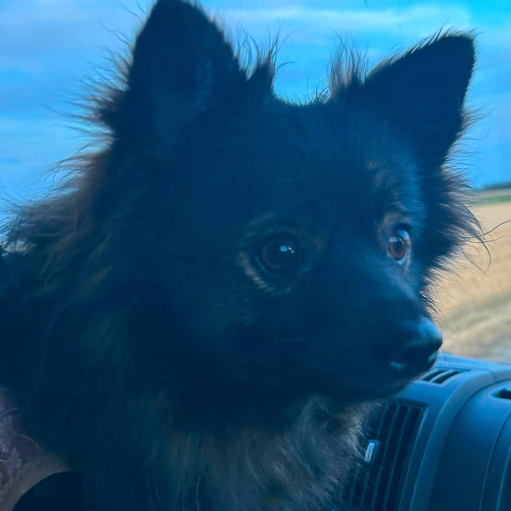Romy a rejoint le concours — aidez-le/la à gagner de superbes lots ! dog, black_dog, fluffy, pet, animal, vehicle_interior, car_dashboard, ears, fur, closeup, portrait, looking, outdoor_background, sky, clouds, field, daylight, side_view, nose, eyes