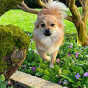 Ava a rejoint le concours — aidez-le/la à gagner de superbes lots ! dog, fluffy, garden, greenery, flowers, purple_flowers, moss, tree, bush, stone_border, outdoor, pet, cute, walking, nature, sunlight, grass, small_dog, canine, spring