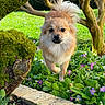 dog, fluffy, garden, greenery, flowers, purple_flowers, moss, tree, bush, stone_border, outdoor, pet, cute, walking, nature, sunlight, grass, small_dog, canine, spring