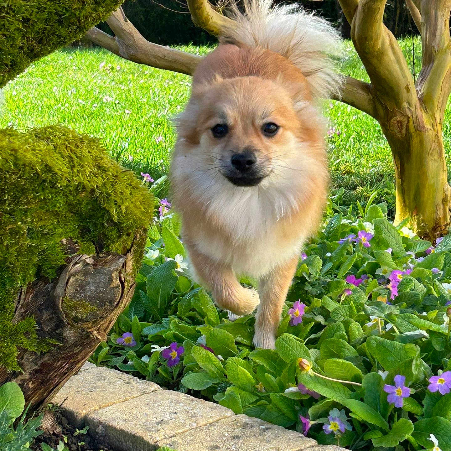 Ava a rejoint le concours — aidez-le/la à gagner de superbes lots ! dog, fluffy, garden, greenery, flowers, purple_flowers, moss, tree, bush, stone_border, outdoor, pet, cute, walking, nature, sunlight, grass, small_dog, canine, spring