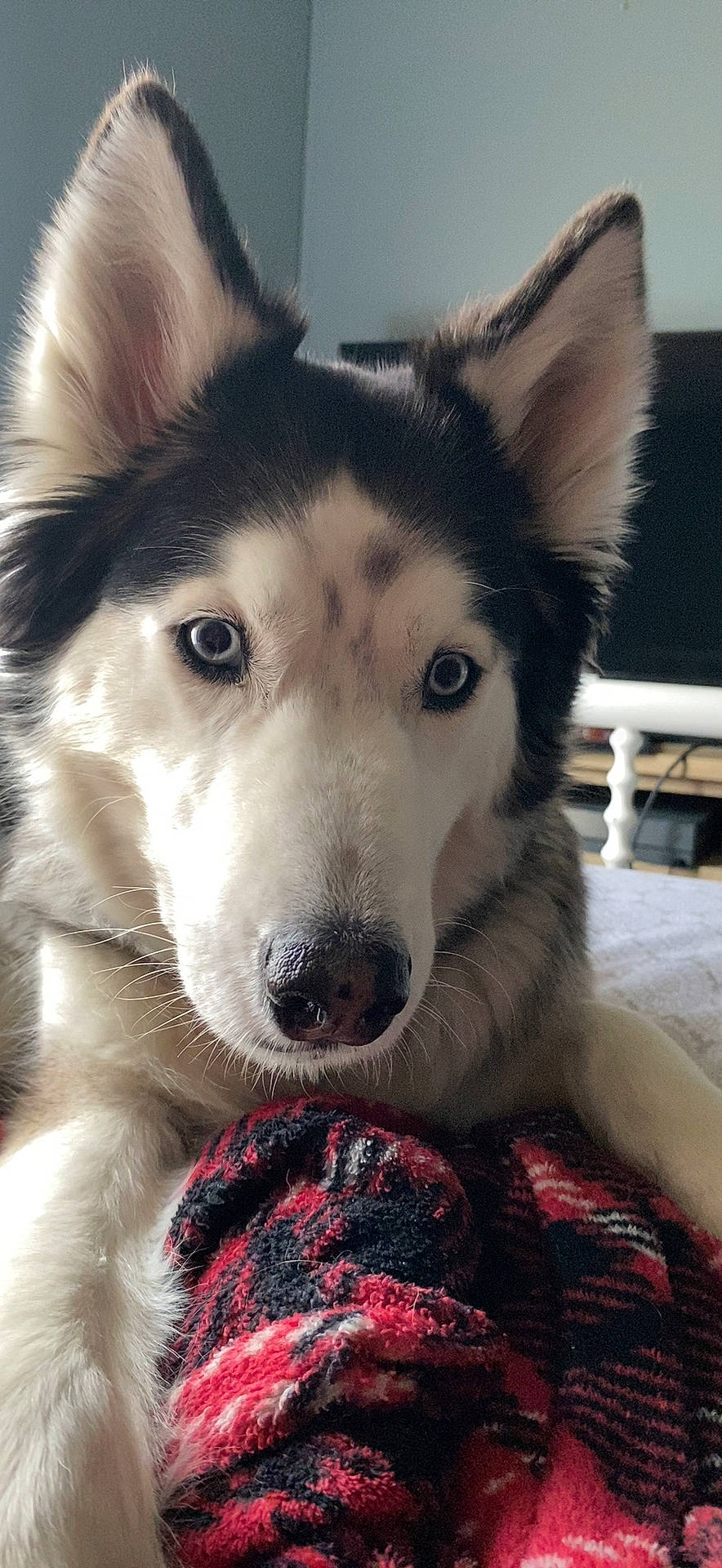 Anika is registered to the contest to win money with this photo: ancient_dog_breeds, art, canidae, canis, carnivore, collar, companion_dog, dog, dog_breed, fur, herding_dog, jaw, siberian_husky, sled_dog, snout, sporting_group, whiskers, wolf, working_animal, working_dog