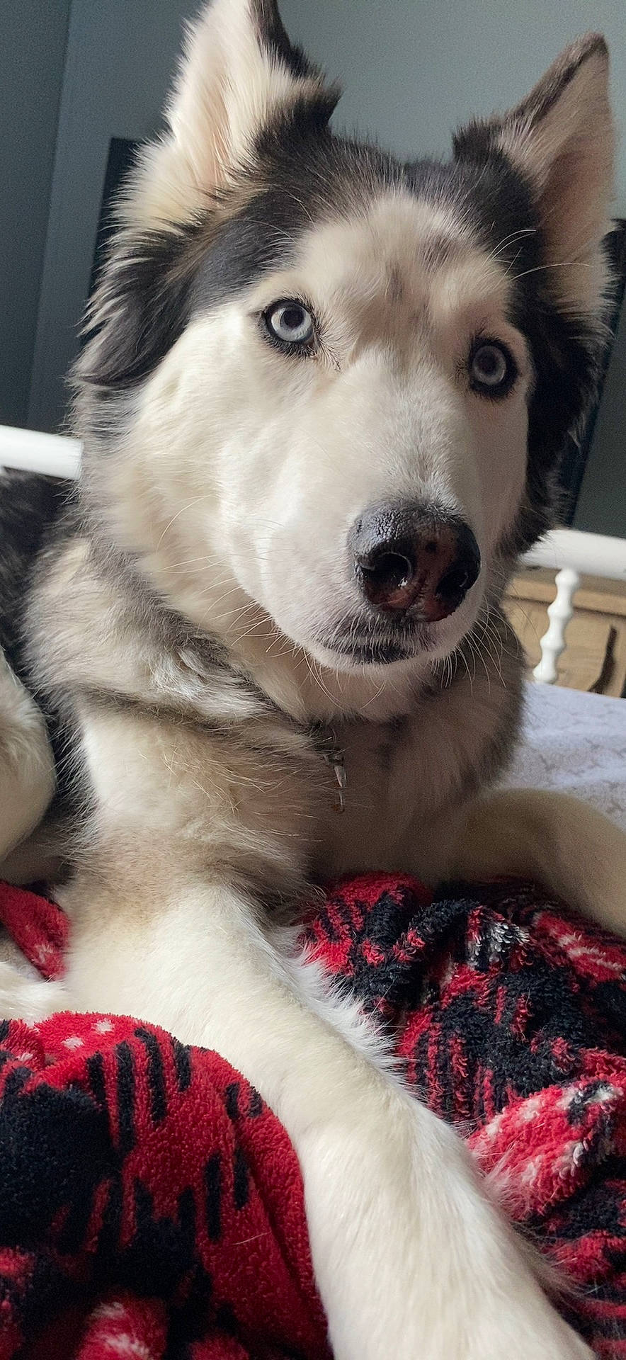 Anika joined the competition — help win amazing prizes! canidae, carnivore, collar, companion_dog, dog, dog_breed, fawn, fur, pattern, pet_supply, plaid, siberian_husky, sled_dog, sporting_group, tartan, terrestrial_animal, whiskers, white, wolf, working_dog