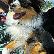 Teaming participe au concours pour gagner de l'argent avec cette photo : dog, pet, animal, happy, fluffy, fur, tricolor, car_interior, seatbelt, person, lap, sunlight, closeup, smiling, outdoor_light, ears, nose, mouth, tongue, collar