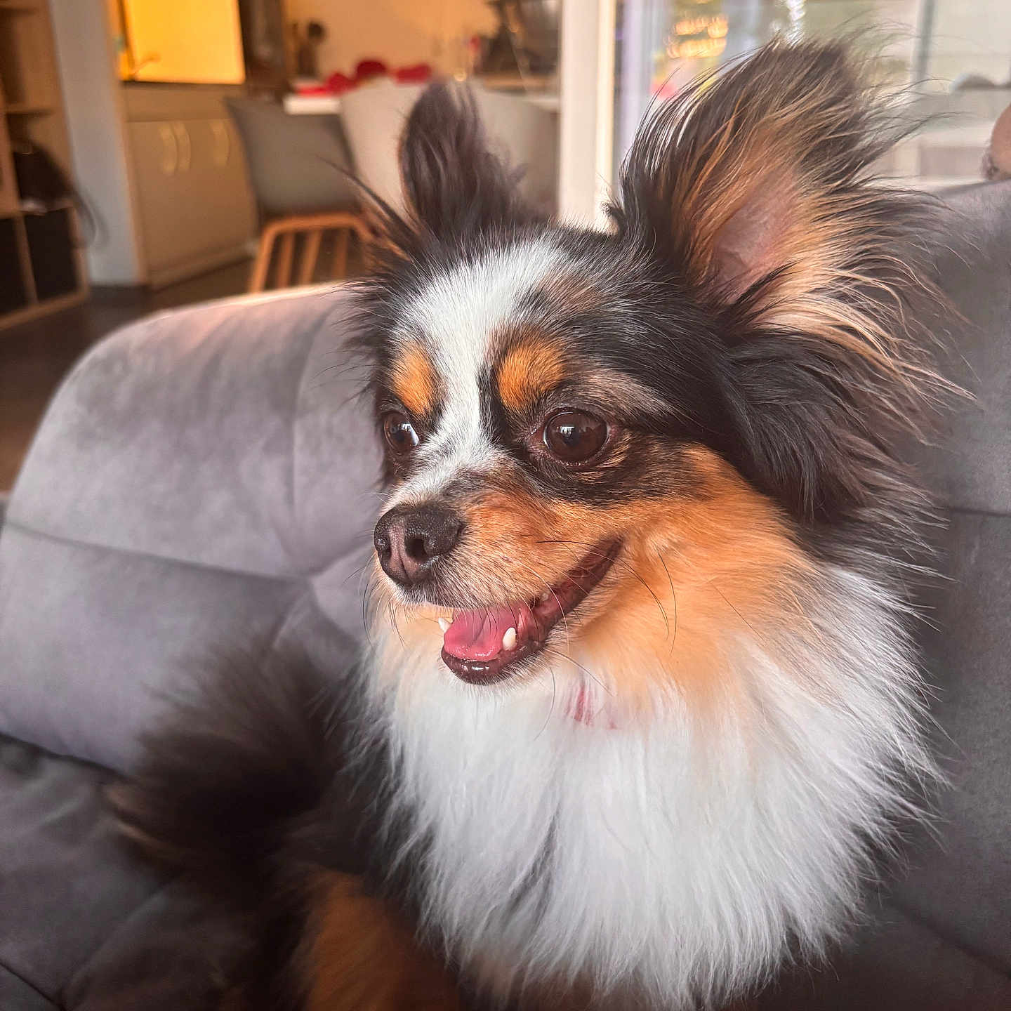 Teaming participe au concours pour gagner de l'argent avec cette photo : animal, black, brown, closeup, companion, couch, dog, ears, fluffy, fur, furniture, happy, home, indoor, living_room, nose, pet, smiling, tongue, white