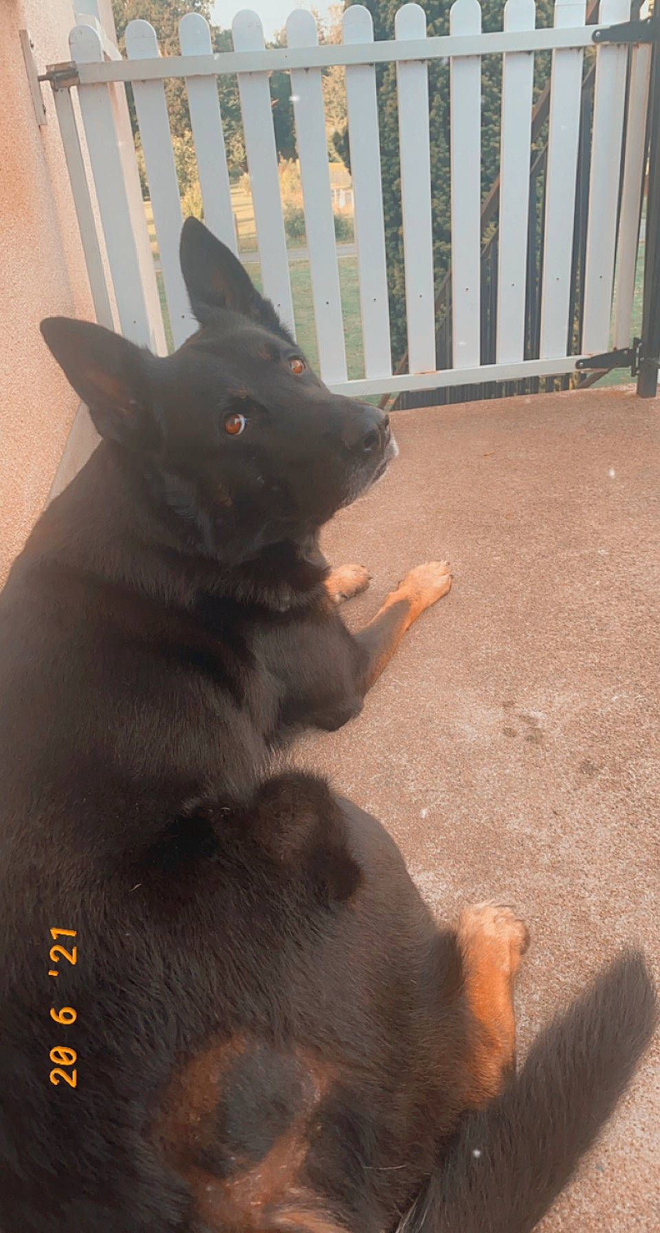 Guecko participe au concours pour gagner de l'argent avec cette photo : canidae, carnivore, companion_dog, dog, dog_breed, fence, guard_dog, herding_dog, light, non_sporting_group, paw, shadow, snout, sporting_group, tail, tints_and_shades, working_animal, working_dog