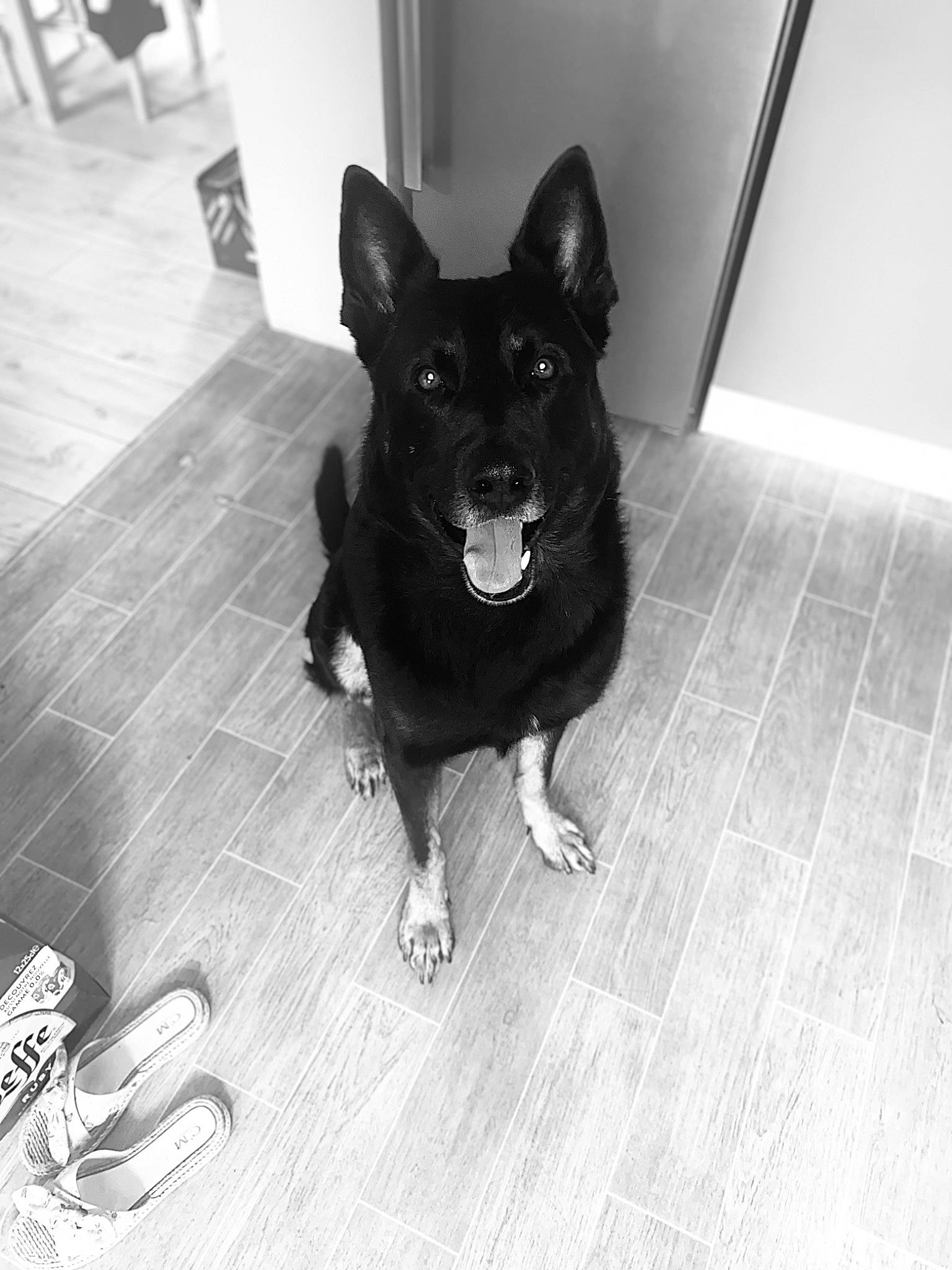 Guecko a rejoint le concours — aidez-le/la à gagner de superbes lots ! black, canidae, carnivore, companion_dog, dog, dog_breed, floor, flooring, hardwood, kitchen_utensil, monochrome, monochrome_photography, paw, snapshot, snout, sporting_group, tail, white, wood, working_animal