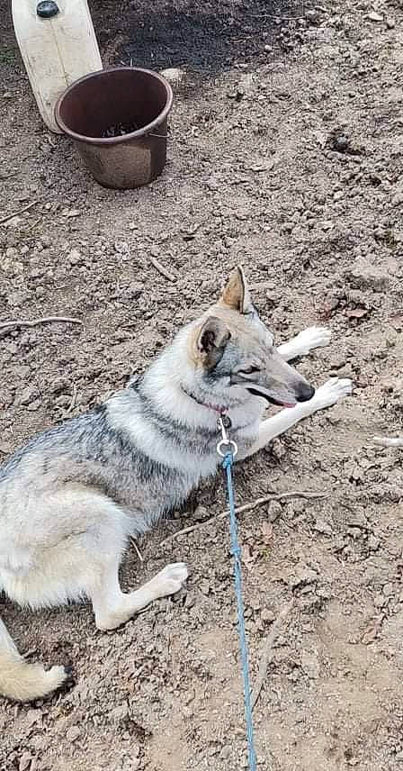 Pataya participe au concours pour gagner de l'argent avec cette photo : canidae, canis, canis_lupus_tundrarum, carnivore, cup, dog, dog_breed, felidae, flowerpot, fur, pottery, serveware, sled_dog, snout, soil, sporting_group, tail, terrestrial_animal, whiskers, wolf